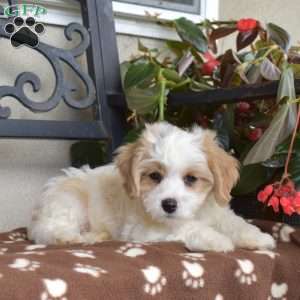 Rex, Cavachon Puppy